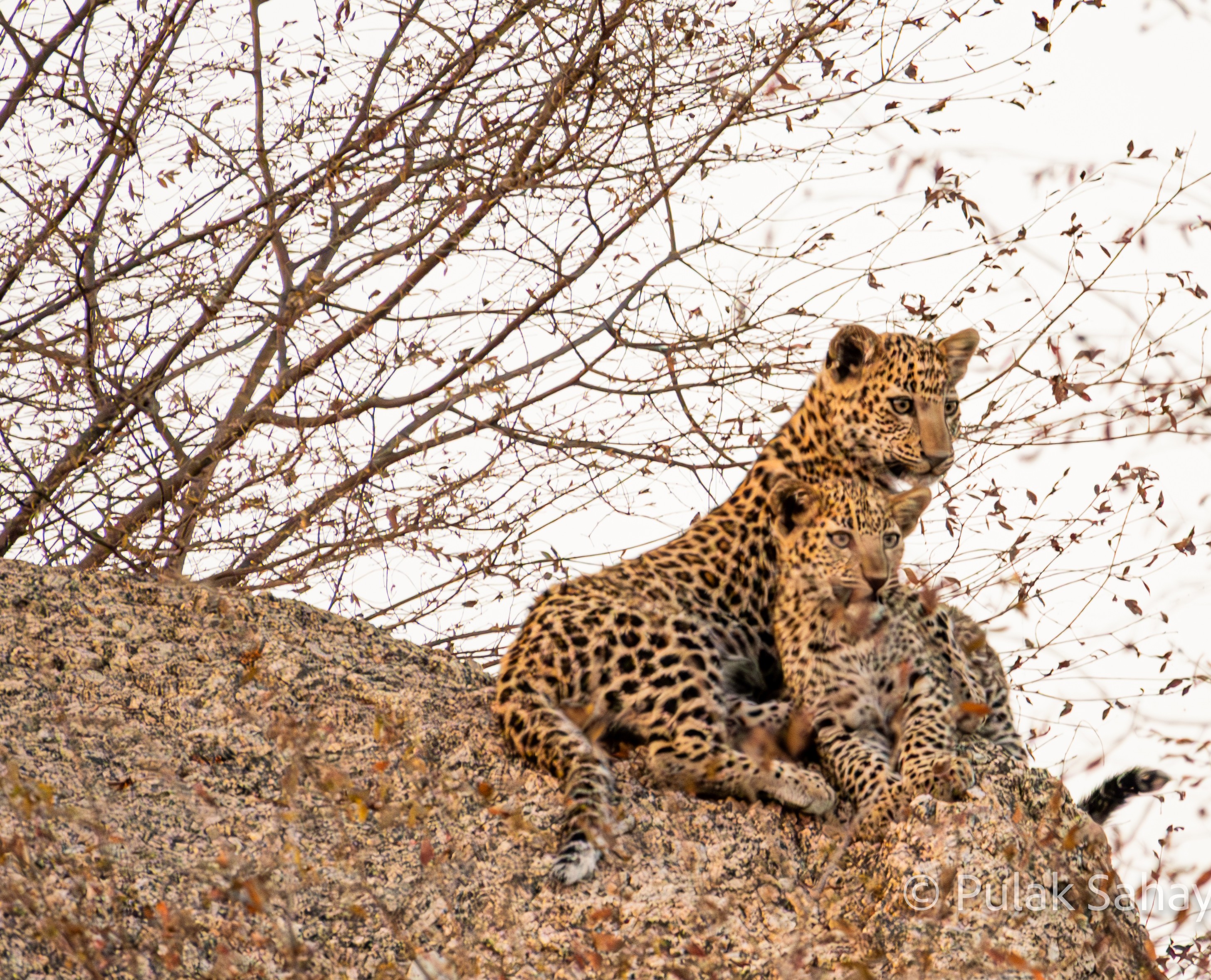 Leopard cubs on each other